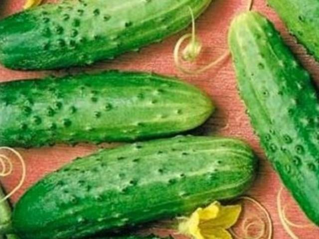 Cucumber Far East 27