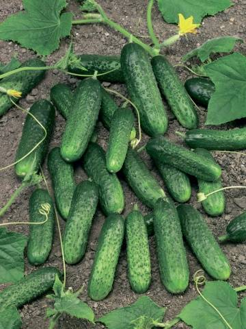 Cucumber Farmer f1