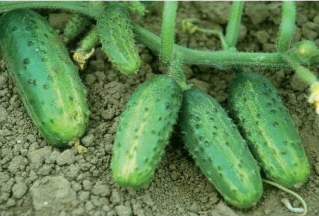 Cucumber Farmer f1