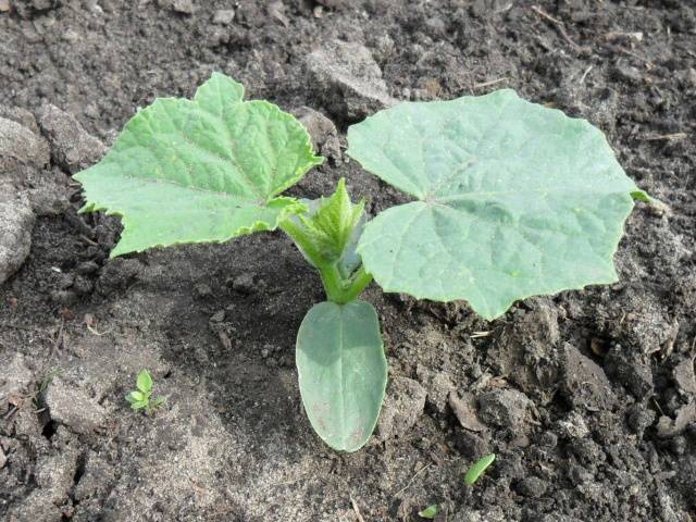 Cucumber Farmer f1