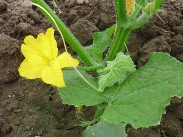 Cucumber Farmer f1