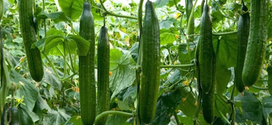 Cucumber Farmer f1