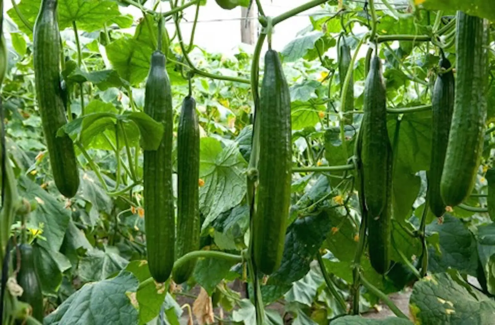 Cucumber Farmer f1