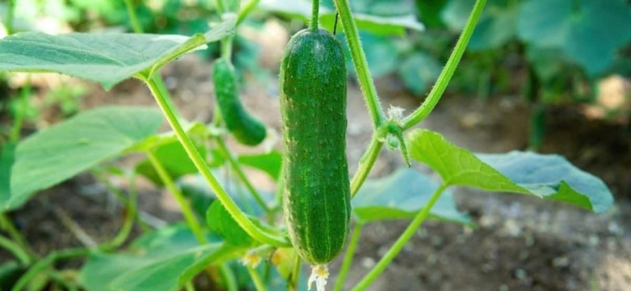 Cucumber Finger: variety description, photos, reviews