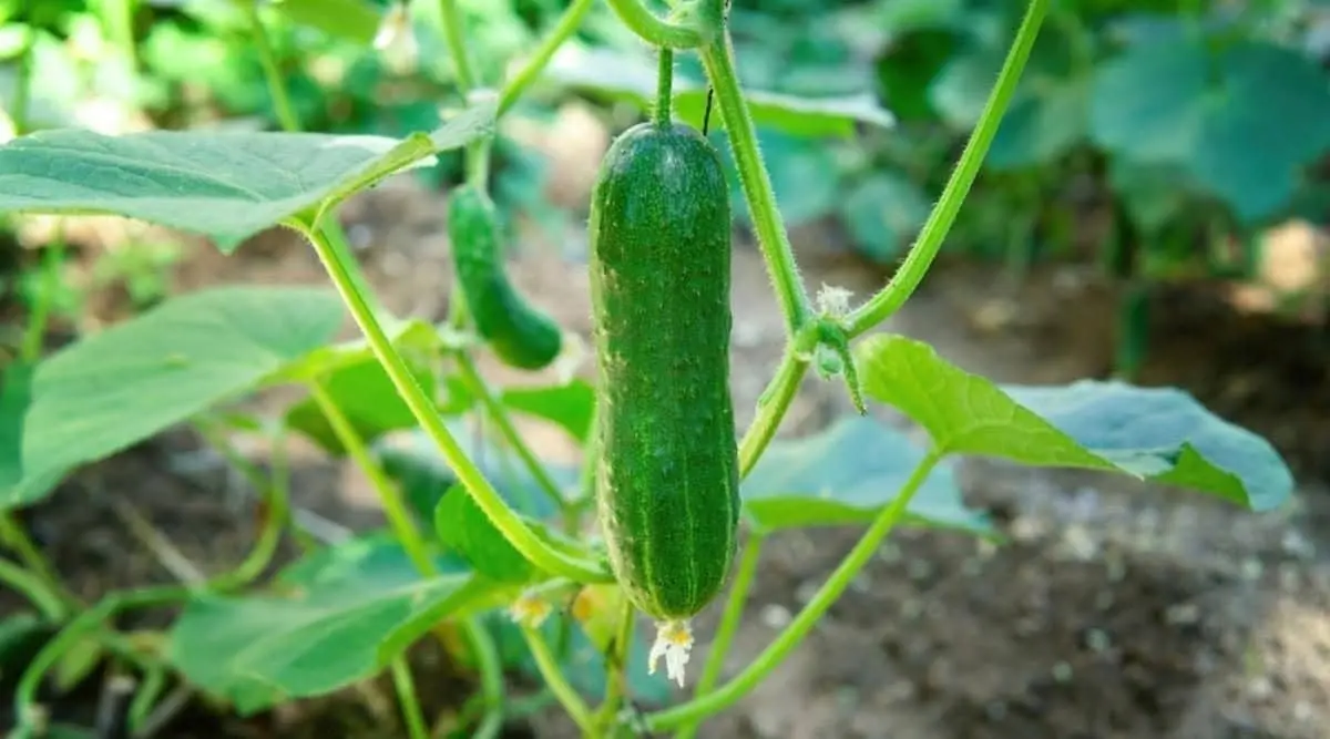 Cucumber Finger: variety description, photos, reviews