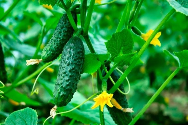 Cucumber Generalsky: characteristics and description of the variety, photo