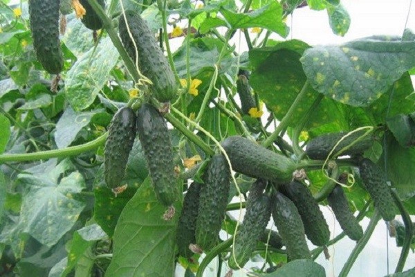 Cucumber Generalsky: characteristics and description of the variety, photo