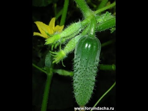 Cucumber German f1