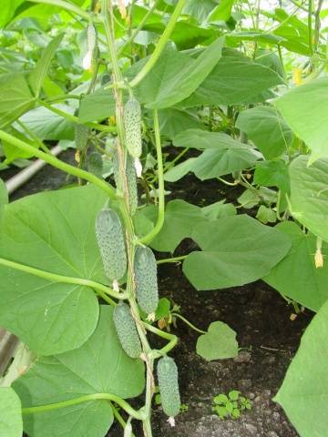 Cucumber German f1