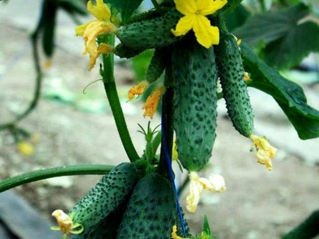 Cucumber Gunnar F1: characteristics, cultivation technology