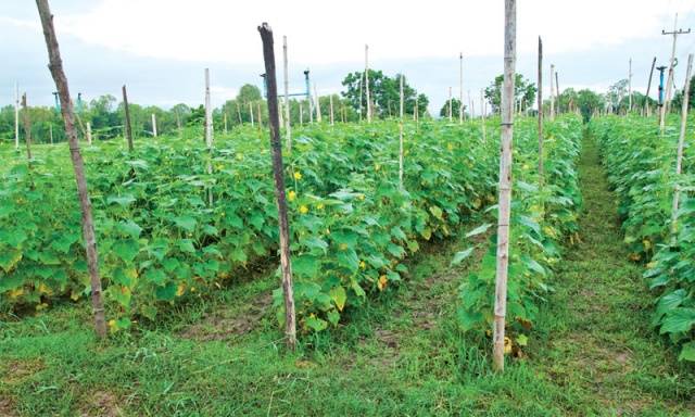 Cucumber Gunnar F1: characteristics, cultivation technology