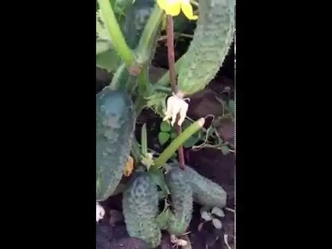 Cucumber Gunnar F1: characteristics, cultivation technology