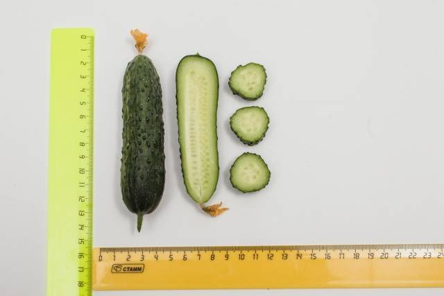 Cucumber Gunnar F1: characteristics, cultivation technology