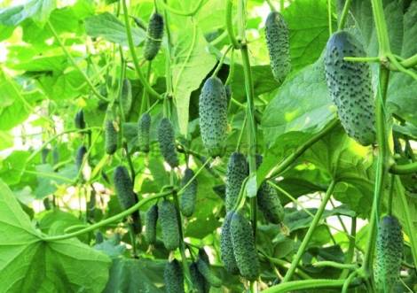 Cucumber Gunnar F1: characteristics, cultivation technology