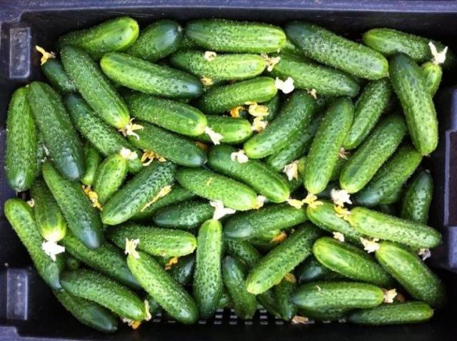 Cucumber Gunnar F1: characteristics, cultivation technology