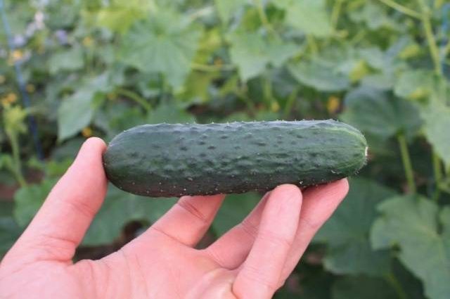 Cucumber Gunnar F1: characteristics, cultivation technology