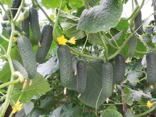 Cucumber Gunnar F1: characteristics, cultivation technology