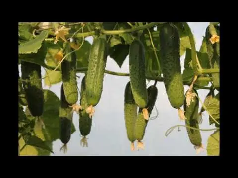 Cucumber Gunnar F1: characteristics, cultivation technology