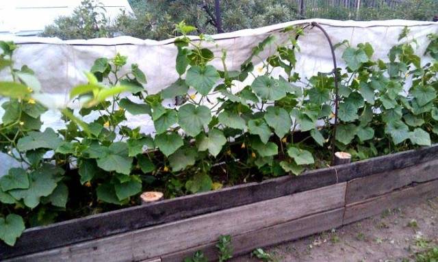 Cucumber Gunnar F1: characteristics, cultivation technology