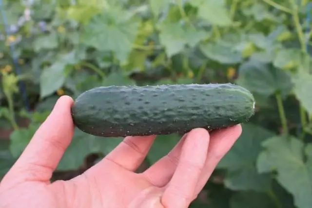 Cucumber Gunnar F1: characteristics, cultivation technology