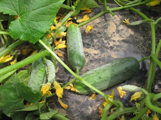 Cucumber Hector: photo, variety description