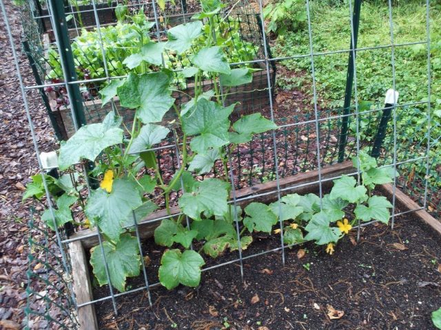 Cucumber Hector: photo, variety description