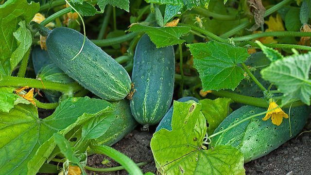 Cucumber Hector: photo, variety description