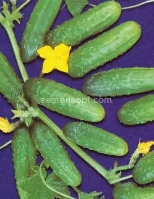 Cucumber Hector: photo, variety description