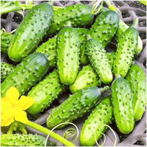 Cucumber Hummingbird F1: description and characteristics of the variety, photo, yield, reviews of gardeners