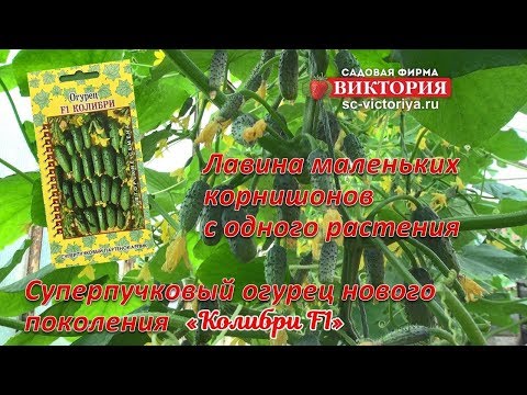 Cucumber Hummingbird F1: description and characteristics of the variety, photo, yield, reviews of gardeners