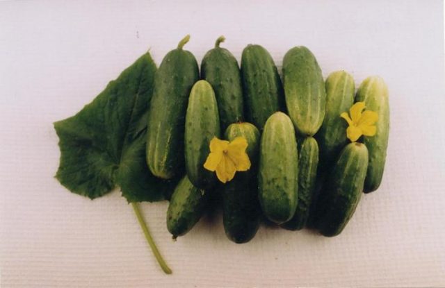 Cucumber Khabar: reviews, photos, yield