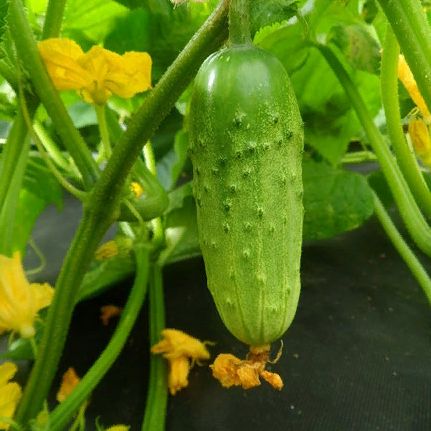 Cucumber Khabar: reviews, photos, yield