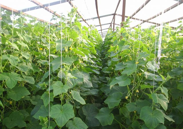 Cucumber Khabar: reviews, photos, yield