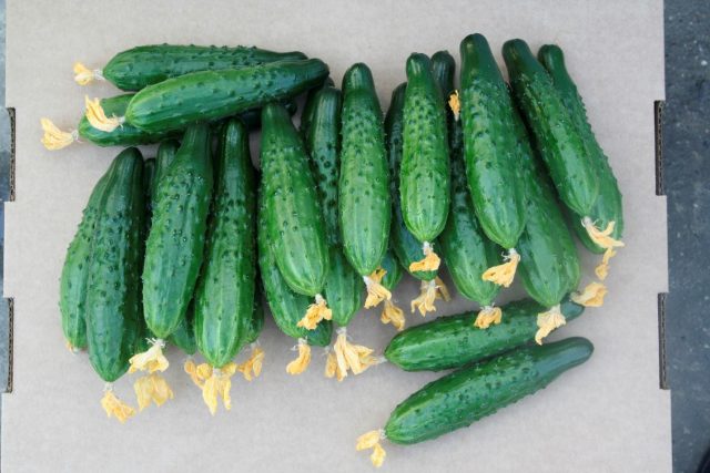 Cucumber Khrustishka F1