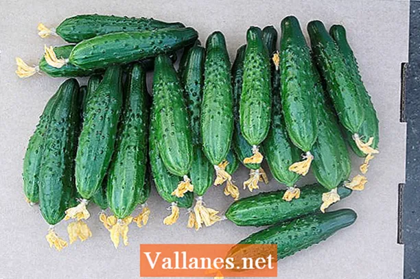 Cucumber Khrustishka F1