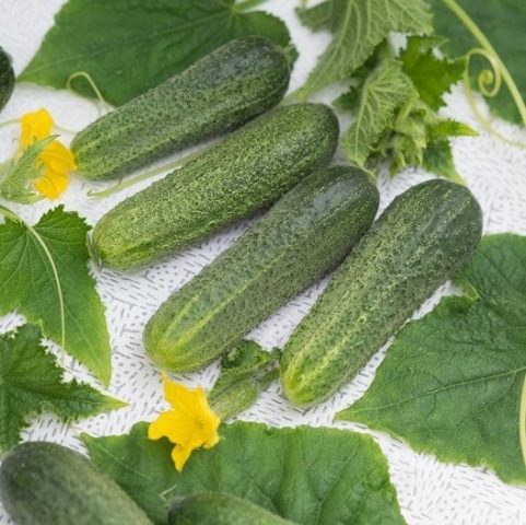 Cucumber Ladies Man F1