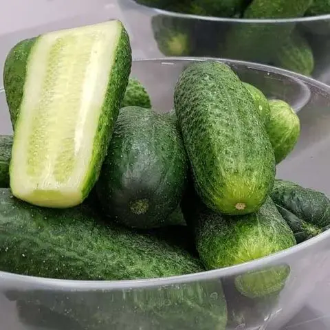 Cucumber Ladies Man F1