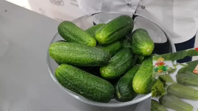 Cucumber Ladies Man F1