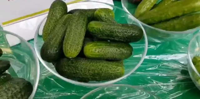 Cucumber Ladies Man F1