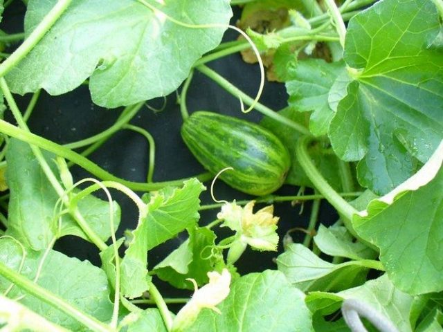 Cucumber Larton F1: reviews, cultivation and care