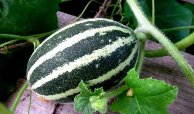 Cucumber Larton F1: reviews, cultivation and care