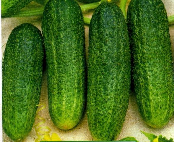 Cucumber Libelle f1