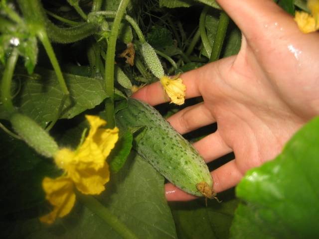 Cucumber Libelle f1