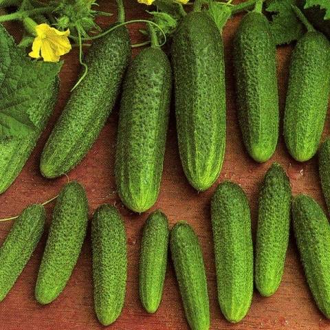 Cucumber Libelle f1