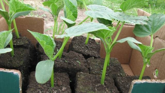 Cucumber Libelle f1