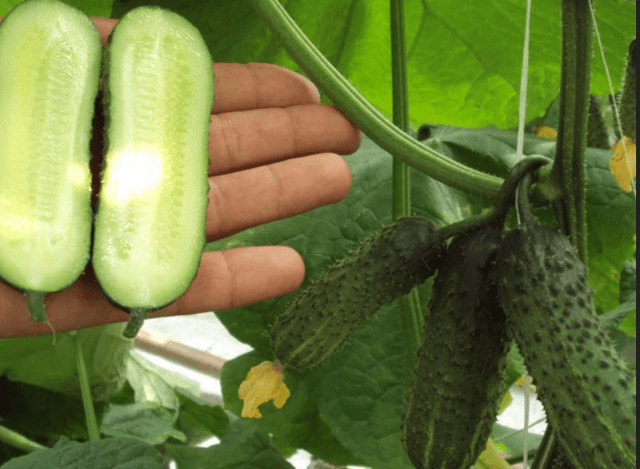 Cucumber Libelle f1