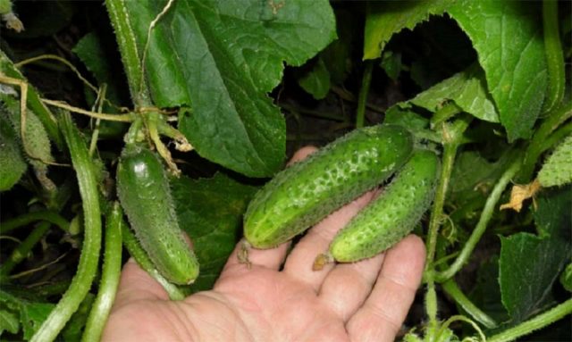 Cucumber Liliput F1: description and characteristics of the variety