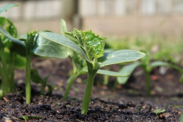 Cucumber Liliput F1: description and characteristics of the variety