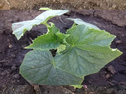 Cucumber Liliput F1: description and characteristics of the variety