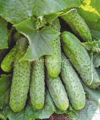 Cucumber Liliput F1: description and characteristics of the variety